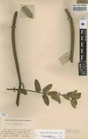 Image result for Baissea