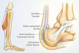The golgi tendon organ (gto) (also called golgi organ, tendon organ, neurotendinous organ or neurotendinous spindle) is a proprioceptive sensory receptor organ that senses changes in muscle tension. Achilles Tendon Human Anatomy Picture Definition Injuries Pain And More