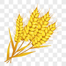 300000 Cartoon Wheat Hd Photos Free Download Lovepik Com Buy the latest cartoon wheat gearbest.com offers the best cartoon wheat products online shopping. 300000 cartoon wheat hd photos free