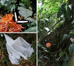 Image result for Scadoxus cinnabarinus