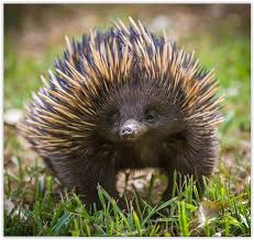 Australia You Are Looking At One Of The Two Living Egg Laying Mammals Aka Monotremes In The World The Echi Australia Animals Weird Looking Animals Echidna