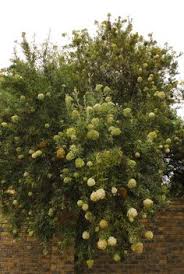 Image result for Olinia rochetiana