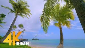 It loves a bright spot, but be sure to avoid bright sun rays on its fronds, says mast. Planting A Palm Tree Youtube