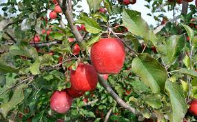 Dwarf apple trees will start bearing fruit 2 to 3 years after planting. Stages Of Apple Tree Growth What To Expect After Planting Stark Bro S