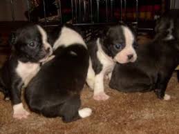 Discover hundreds of ways to save on your favorite products. Boston Terrier Puppies For Sale