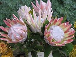 Proteas of hawaii is located on the slopes of the dormant volcano haleakala in the cool east maui uplands. Zuckerbusche Wikipedia