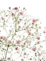 Schleierkraut My Pink 1 Jpg 1 500 2 000 Pixel Blumen Juni Hochzeit Blumen August Hochzeit Blumen September Hochzeit
