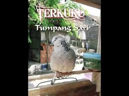 Cara / proses membuat sangkar burung sangkar burung model sederhana yang terbuat dari bambu #handicraft #bamboocraft. Terkuku Tumpang Sari Lulut Tanpa Sangkar Terkuku Burunganggunan Damarhadi Prank