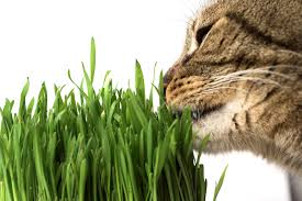 But cats aren't cows, so why do. Why Does My Cat Eat Grass Pet Greens Live Cat Grass
