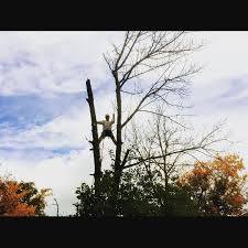 We offer a variety of services including tree trimming, pruning, tree removal, stump removal, risk assessment as well. Fraser Tree Care Home Facebook