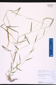 Image result for Sacciolepis rigens