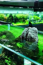 Ada Nature Aquarium Gallery By Zero Aquarium Landscape Nature Aquarium Aquascape Aquarium
