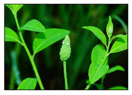 Image result for Sphenoclea zeylanica