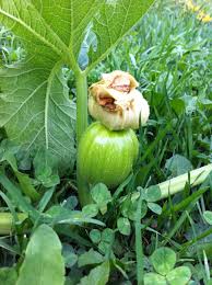Lift your spirits with funny jokes, trending memes, entertaining gifs, inspiring stories, viral videos, and so much more. Baby Pumpkin With Bud Flower Two Barn Farm
