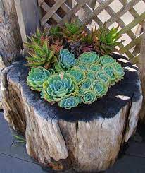 We just see and enjoy the beauty. 16 Diy Ideas For How To Recycle Tree Stumps For Garden Decor
