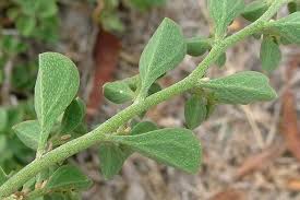 Image result for Galenia procumbens