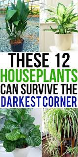 Not All Plants Need Sunlight To Grow Well There Are Many Other Greens Which Dont Need Sunlight But Can Grow Happil Plants Low Light House Plants Inside Plants