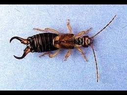 What do earwigs look like? How To Get Rid Of Earwigs Youtube