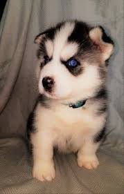 Puppy has shots and dewormed ready for a good home soon mom and dad are both akc pups are not but. Siberian Husky Puppy For Sale In Battle Creek Mi Adn 42924 On Puppyfinder Com Gender Male Age 7 Weeks Old Malamute Puppies Husky Dogs Siberian Husky