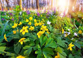 Flowers in the spring forest | Stock image | Colourbox