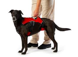 The title may refer to web architects, web developers, site authors, website administrators, website owners, website coordinators, or website publishers. Ruff Wear Web Master Harness Scout S House