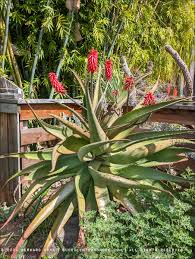 Image result for Aloe excelsa