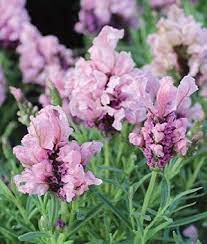 Lavender Madrid Lavish Purple Burpee Beautiful Flowers Images Spanish Lavender Purple Garden