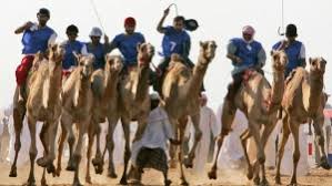 Camels are complex creatures emotionally and physically, especially their biology. Dubai Police Find Shock Robots At Camel Races Ctv News