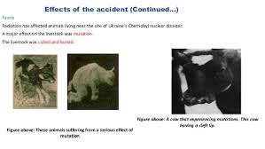 Do animals in chernobyl's fallout zone glow? Chernobyl Disaster 1986 Ppt By Gokul V Mahajan