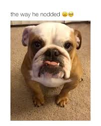 Dog On Instagram This Video Is All That Matters Via Sfbuff In 2020 Funny Animals Baby Animals Funny Funny Animal Jokes