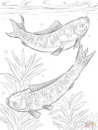 There's something for everyone from beginners to the advanced. Koi Fishes Coloring Page Free Printable Coloring Pages Coloring Library