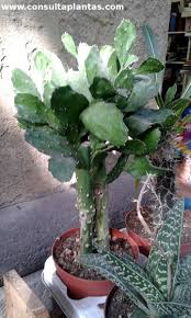 Image result for Brasiliopuntia