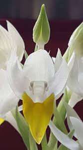 Image result for Brachycorythis ovata