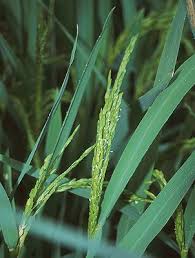 Image result for Oryza