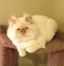 He is a beautiful blue lynx point himalayan, see his little tiger stripes on his face and paws? Our Cattery Blog 2013