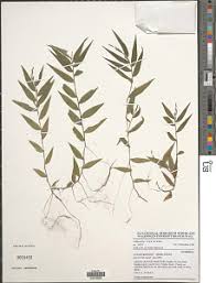 Image result for Acroceras