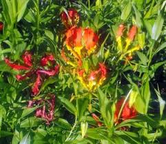 Image result for Gloriosa superba