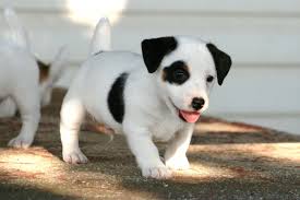 Full Grown Jack Russell Terrier Black And Brown Cute Black And White Smooth Coat Jack Russell Terrier Puppies Wallpaper Jack Russell Terrier Puppies Jack Russell Terrier Jack Russell Puppies