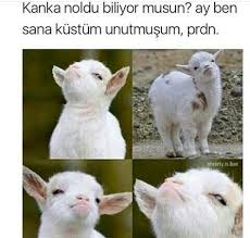 Komedi Dukkani 135 Goruntuler Ile Komik Alintilar Komik Internet Fenomenleri Hayvan Fikralari