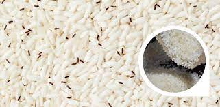 Kutu beras adalah hama yang biasanya berada di tumpukan beras, yang dapat menyebabkan alergi dan membuat nutrisi beras & kualitas rasa beras jadi berkurang. Cara Hilangkan Kutu Beras Dengan Pantas Dan Berkesan Sinar Plus