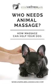 Who Needs Animal Massage Animal Wellness Guide Massage Massage Therapy Animals