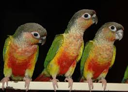Mutation Colors Of Green Cheeked Conures