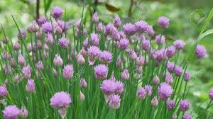 Chives, scientific name allium schoenoprasum, is a species of flowering plant in the family amaryllidaceae that produces edible leaves and flowers. Purple Chives Flower Or Wild Chives Flowering Onion Garlic Stock Photo Picture And Royalty Free Image Image 85266114