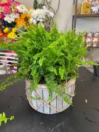 We offer cannabis flowers, edibles, cannabis concentrates (shatter, diamonds, htfse, shatter pens) and more. Ruffle Leaf Fern In Hermitage Tn In Full Bloom Flowers Gifts