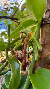 Image result for Vanilla polylepis