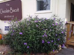 Maybe you would like to learn more about one of these? Mexican Petunia Ruellia Brittoniana Easy To Grow In Sun Or Partial Shade Will Reach A Height Of From Mounding G Mexican Petunia Purple Garden Ground Cover