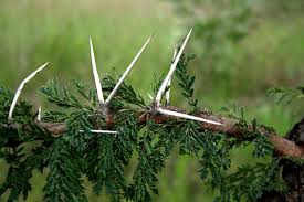 Image result for Acacia gerrardii