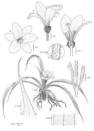 Image result for Velloziaceae
