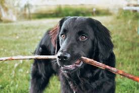 Border Collie Golden Retriever Mix