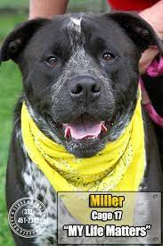 Adopt 17 Miller Transfered Humane Society On Petfinder Hound Dog Hound Breeds Dog Adoption